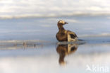 Long-tailed Duck