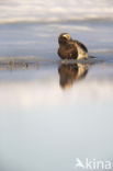 Long-tailed Duck