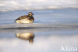 Long-tailed Duck
