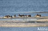 Long-tailed Duck