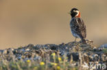 Lapland Bunting (Calcarius lapponicus)