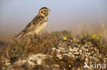 Lapland Bunting (Calcarius lapponicus)