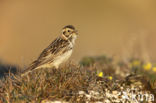 Lapland Bunting (Calcarius lapponicus)