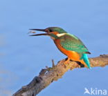 IJsvogel (Alcedo atthis)