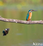Kingfisher (Alcedo atthis)