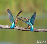 IJsvogel (Alcedo atthis)