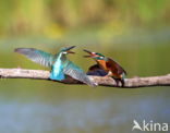 Kingfisher (Alcedo atthis)