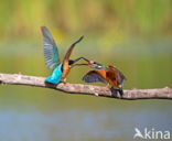 IJsvogel (Alcedo atthis)