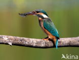 IJsvogel (Alcedo atthis)