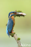 IJsvogel (Alcedo atthis)