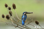 IJsvogel (Alcedo atthis)