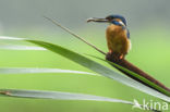 IJsvogel (Alcedo atthis)