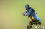 Kingfisher (Alcedo atthis)