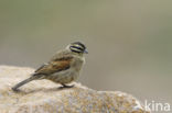 Kaapse gors (Emberiza capensis)