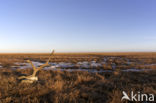 Grant s caribou (Rangifer tarandus granti)