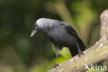 Eurasian Jackdaw (Corvus monedula)