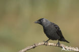 Eurasian Jackdaw (Corvus monedula)