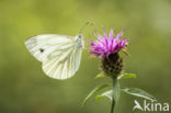 Klein geaderd witje (Pieris napi)