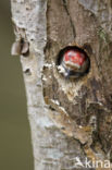 Kleine Bonte Specht (Dendrocopos minor)