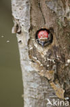 Lesser Spotted Woodpecker (Dendrocopos minor)