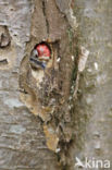 Lesser Spotted Woodpecker (Dendrocopos minor)