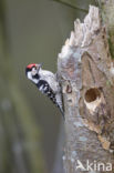 Kleine Bonte Specht (Dendrocopos minor)