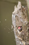 Lesser Spotted Woodpecker (Dendrocopos minor)