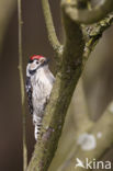 Lesser Spotted Woodpecker (Dendrocopos minor)