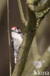 Kleine Bonte Specht (Dendrocopos minor)