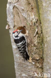 Lesser Spotted Woodpecker (Dendrocopos minor)