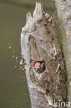 Lesser Spotted Woodpecker (Dendrocopos minor)