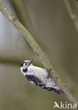 Kleine Bonte Specht (Dendrocopos minor)