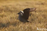 Parasitic Jaeger (Stercorarius parasiticus)