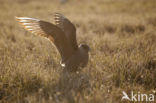 Parasitic Jaeger (Stercorarius parasiticus)