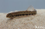 Kleine modderkruiper (Cobitis taenia)