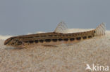 Kleine modderkruiper (Cobitis taenia)