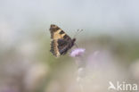 Small Tortoiseshell (Aglais urticae)