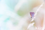 Small Copper (Lycaena phlaeas)