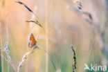 Kleine vuurvlinder (Lycaena phlaeas)