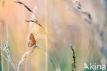 Kleine vuurvlinder (Lycaena phlaeas)