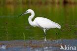 Kleine Zilverreiger (Egretta garzetta)