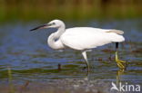 Kleine Zilverreiger (Egretta garzetta)