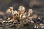 Oblong-leaved Sundew (Drosera intermedia)