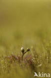 Oblong-leaved Sundew (Drosera intermedia)