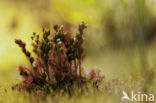 Oblong-leaved Sundew (Drosera intermedia)