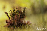 Kleine zonnedauw (Drosera intermedia)