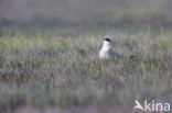 Long-tailed Jaeger (Stercorarius longicaudus)