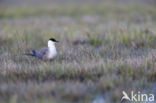 Long-tailed Jaeger (Stercorarius longicaudus)