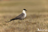 Long-tailed Jaeger (Stercorarius longicaudus)