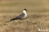 Kleinste Jager (Stercorarius longicaudus)